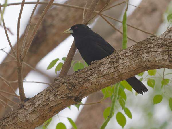 Zwarte buidelspreeuw (Cacicus solitarius)
